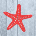 Starfish SVG PNG DXF Cut Files